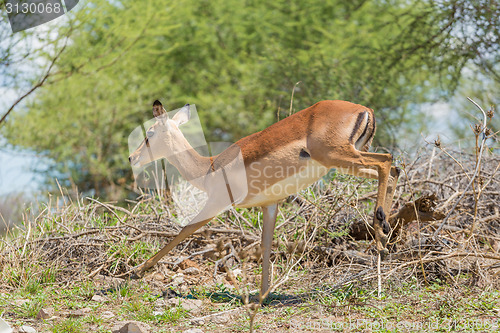 Image of Impala on the run