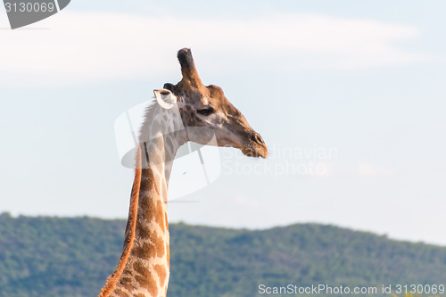 Image of Giraffe in the wild