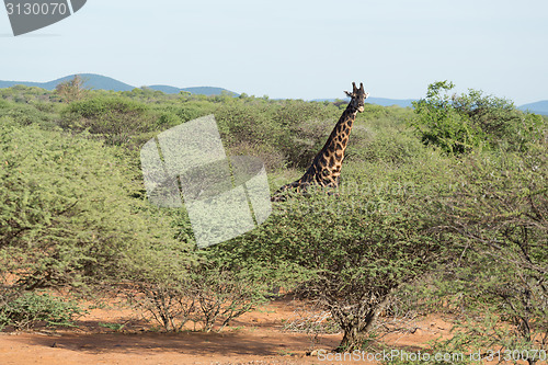 Image of Giraffe in the wild