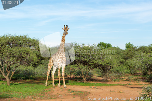 Image of Giraffe in the wild