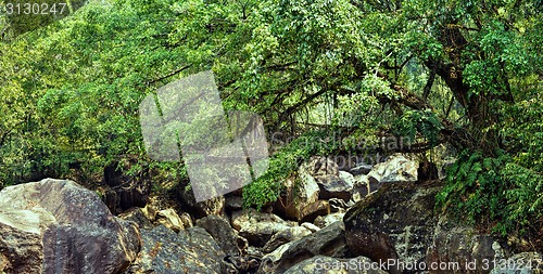 Image of Old root bridge in India