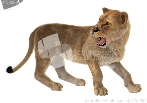 Image of Angry Lioness