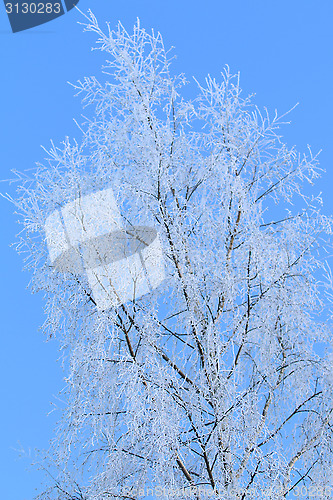 Image of Frosty Tree