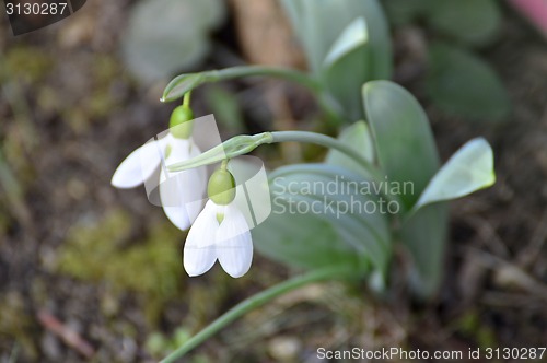 Image of snowdrop, Galanthus nivalis