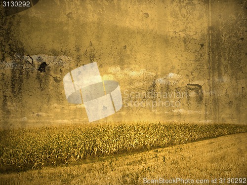 Image of corn field in vintage look