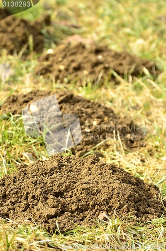 Image of Molehills