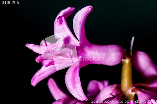 Image of Hyacinthus flower