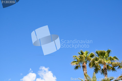 Image of Palm trees at blue sky