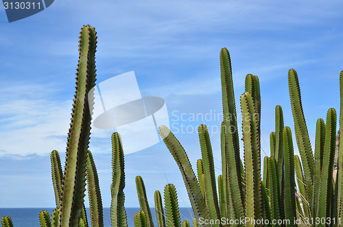 Image of Cactus by the coast