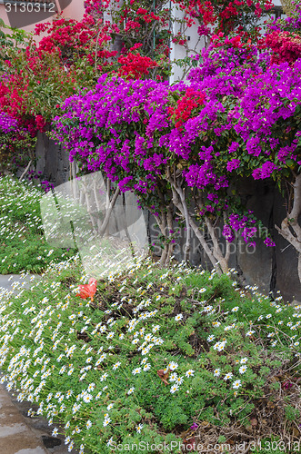 Image of Tropical summer flowers