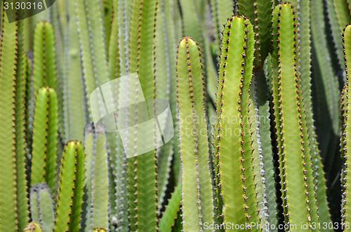 Image of Cactus closeup