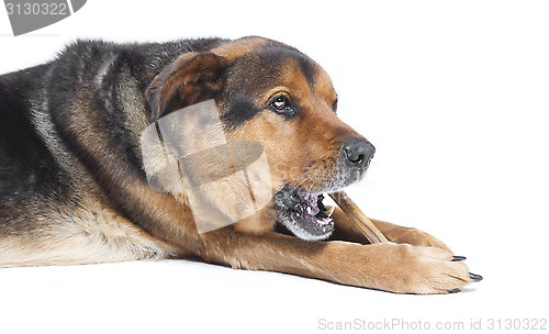 Image of old dog with bone