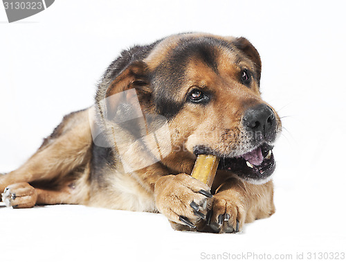 Image of Dog eats bones