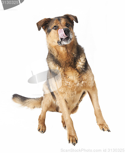 Image of Dog licks his snout