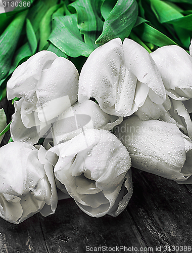 Image of white tulips