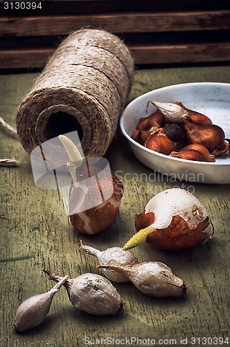 Image of shoots of tulips