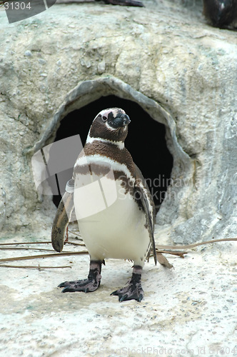 Image of Magellanic penguin