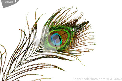 Image of Peacock feather eye