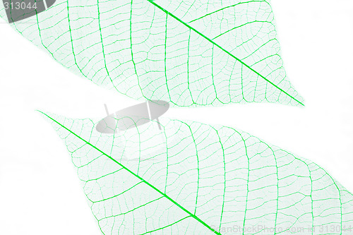 Image of Leaves