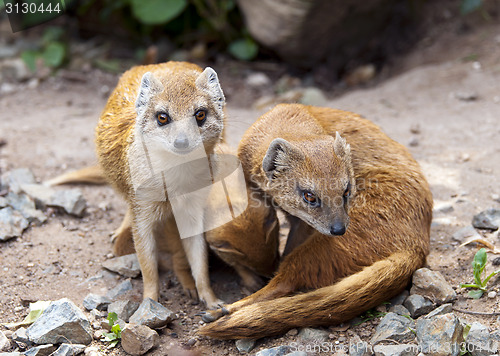 Image of Mongoose