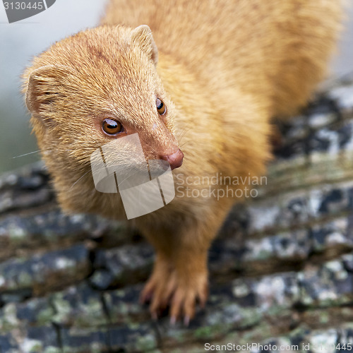 Image of Mongoose