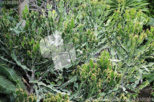 Image of Green beautiful big cactus 