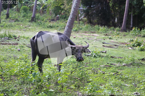 Image of Thai black cow 