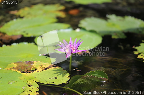 Image of Different colored plants and flowers