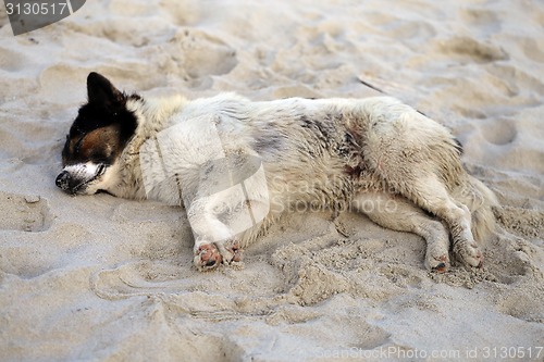 Image of Beautiful dog lying on a yellow sand 