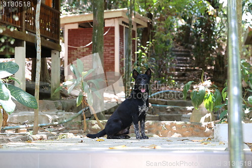 Image of Beautiful dog lying on a yellow sand 
