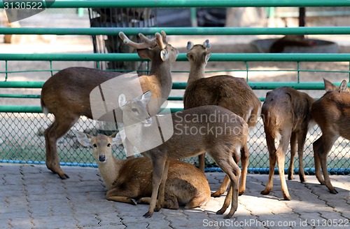 Image of Deer in the zoo  