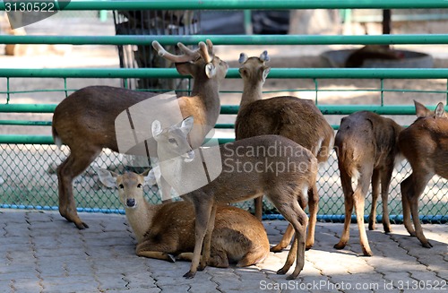 Image of Deer in the zoo  