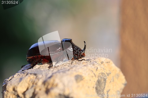 Image of Beautiful black beetle Rhino 