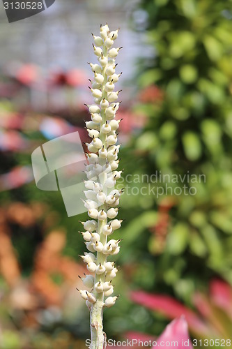 Image of Different colored plants and flowers