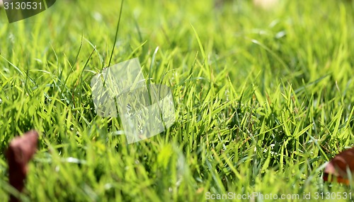 Image of beautiful lawn green grass