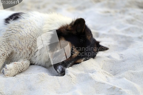 Image of Beautiful dog lying on a yellow sand 