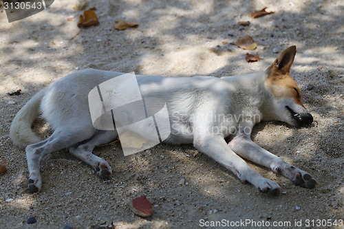 Image of Beautiful dog lying on a yellow sand 