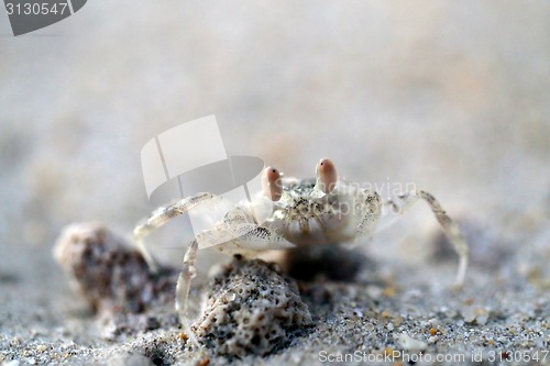 Image of Small sea crab with yellow