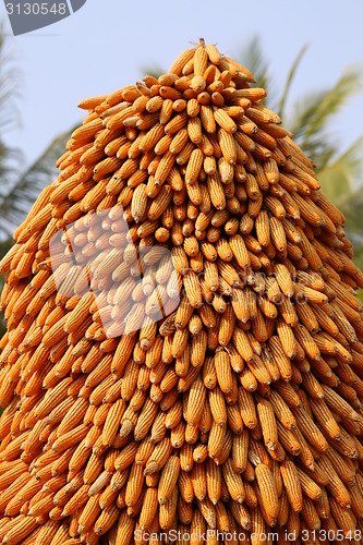 Image of large statue of corn