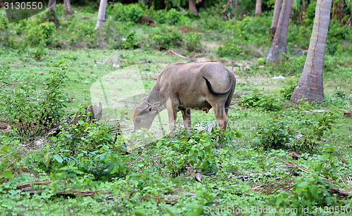 Image of Thai black cow 