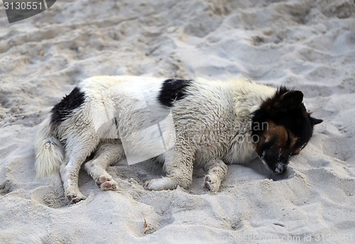 Image of Beautiful dog lying on a yellow sand 