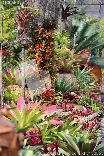 Image of Different colored plants and flowers