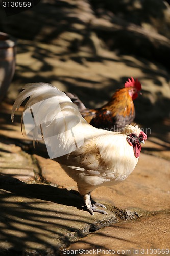 Image of White hen to the rooster 