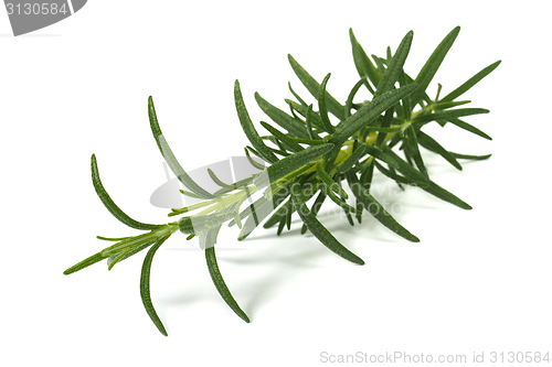 Image of Rosemary