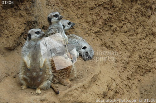 Image of Meerkat family