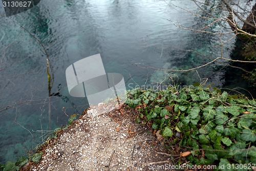 Image of Creeping ivy on the ground outdoors