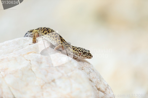 Image of Gecko lizard on rocks 