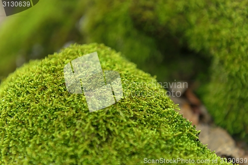 Image of Green moss closeup photo