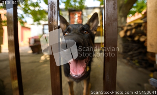 Image of Grown up dog outside