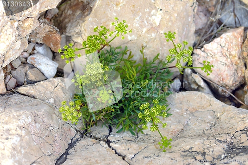 Image of Green moss on tree trunk